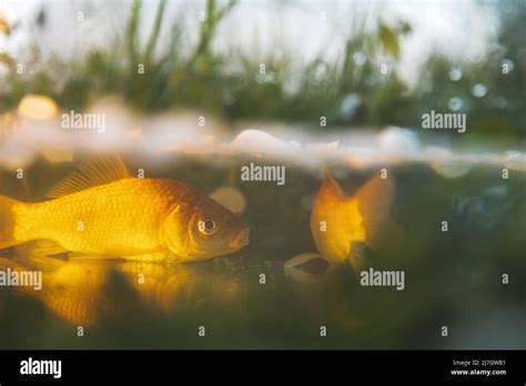  Crucian Carp! A Fish That Thrives In Shallow Waters With A Diet Mostly Composed Of Aquatic Insects And Algae