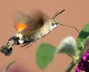  Netvleugel! Een kijkje in het leven van deze fascinerende insect met prachtige vleugels