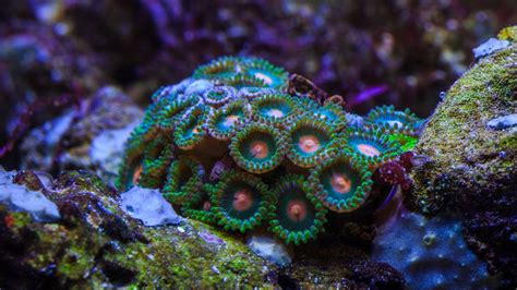  Zoantharia: Ontdek de Kleurrijke en Verborgen Wereld van deze Koraalachtige Zeedieren!