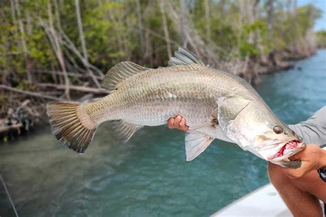  Barramundi! De vis die zich thuis voelt in zowel zoet als zout water