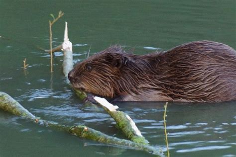  Bever: Een waterminnend knaagdier met een onverwachts talent voor architectuur!