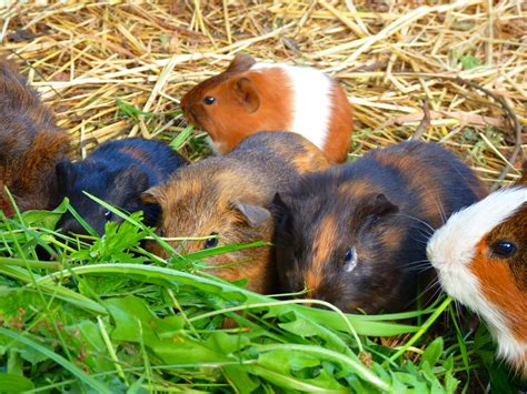  Cavia! Van knaagdieren tot sociale butlers: een diepgaande blik op het leven van deze schattige harige vrienden