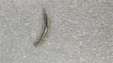  Centpede! A Tiny Terror That Roams Your Backyard, Crawling with Countless Legs