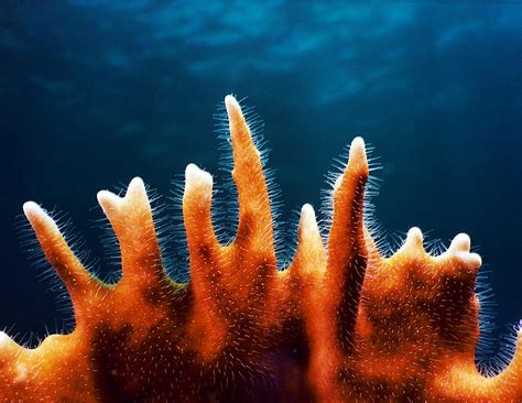 Fire Coral: Met zijn brandende neten en fascinerende koloniële structuur, een wonder van de zeebodem!