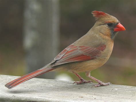  Geelbek! Een Vogeltje Met Zowel Een Gekleurde Snavel Als Een Zingende Stem