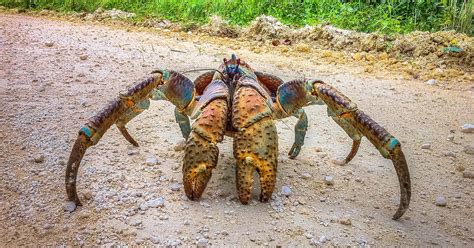 Indische Tweeklauw: Een Mini-Monster Met Geweldige Kracht En Een Voorliefde Voor Rotten!