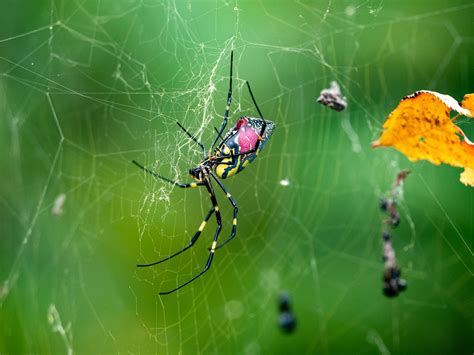  Isolepis! Een Kleine Spin met een Grote Impact op het Ecosysteem