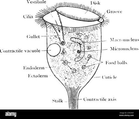  Jingle Bell Ciliates: What Is This Tiny Creature That Looks Like A Golden Bell?