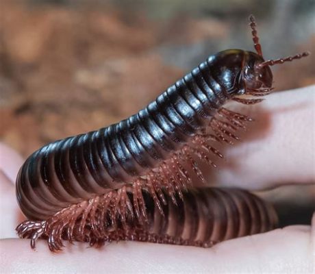  Long-Footed Millipede: A Creature that Embraces Decay and Wriggles with Unbridled Enthusiasm!