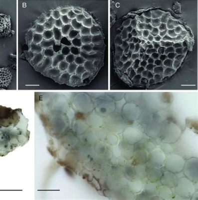  Membranipora: Een wonder van microscopische architectuur, met fascinerende kolonies die de zeebodem bedekken!