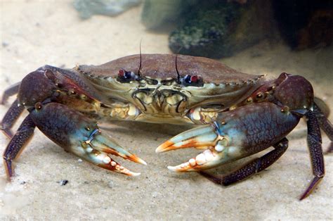  Mud Crab: Een Schelpenarchitect Met een Voorliefde voor Vuil!