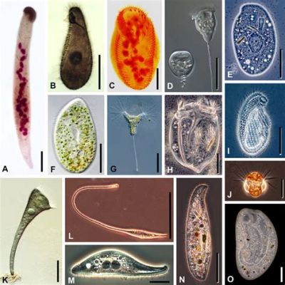 Peridinium! Een enigmatisch trilhaardiertje dat zich voortbeweegt door middel van twee cirkelvormige trilhaarkransen.