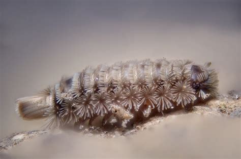  Polyxenus! Een unieke Myriapode die zijn omgeving versiert met een fascinerende mantel van haren