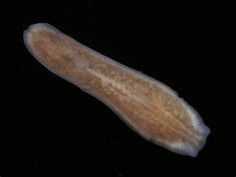  Procerodes - Een kleine platworm die een meester in camouflage is en tegelijkertijd een onverzadigbare roofdier!