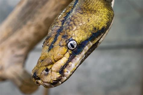  Reticulated Python: Een Slang Met een Vrolijke Verrassing en Een Gebruikt Schil!