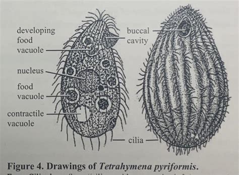  Tetrahymena! Een microscopische torpedo die door het water raast met honderden trilhaartjes