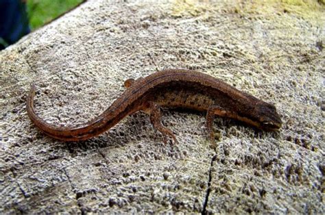  Tritons: Kleine Salamanders met een Groot Voorliefde voor Water!