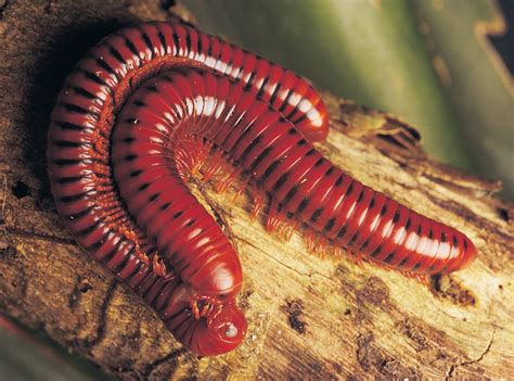 Vioolstaart! Een Diplopoda met een Melodieuze Naam en Gecombineerde Rol van Bescherming en Voortplanting