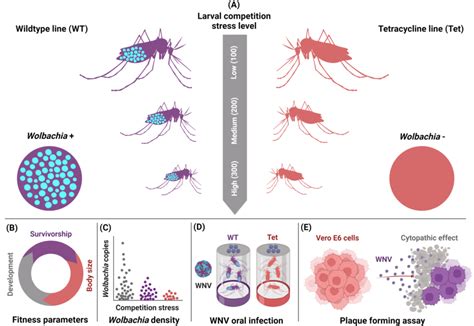  Wolbachia! Een Minimaal Microorganisme Met Maximaal Effect op Insectenleven