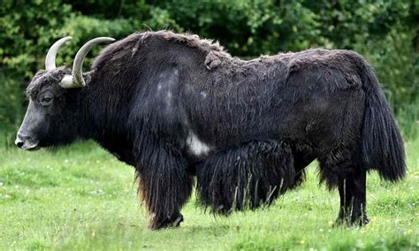  Yak! De indrukwekkende bewoner van hoge bergpassen met een imposant uiterlijk en een zacht karakter