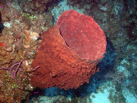  Yellow Barrel Sponge: Can This Colorful Reef Inhabitant Really Filter 10,000 Liters Of Water Per Day?