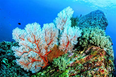  Yellow Fungus Coral: Welke symbiotische wonderen van de zee verbergen zich achter deze schimmel?