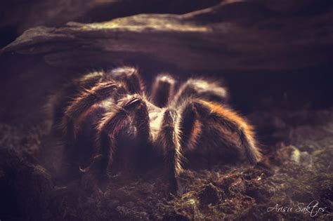  Zebraspin: Een Mystereuze Arachnide met een Glimmende Buik en Lichtgevend Vermogen!